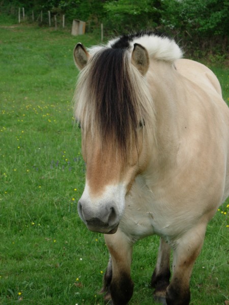 Photo de profil de fjord_du_chagne