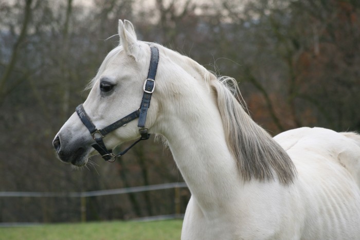 Photo de profil de filibert1er