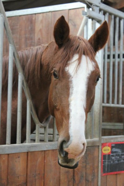 Photo de profil de chevauxdumonde
