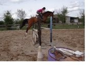Photo de profil de adelovehorse