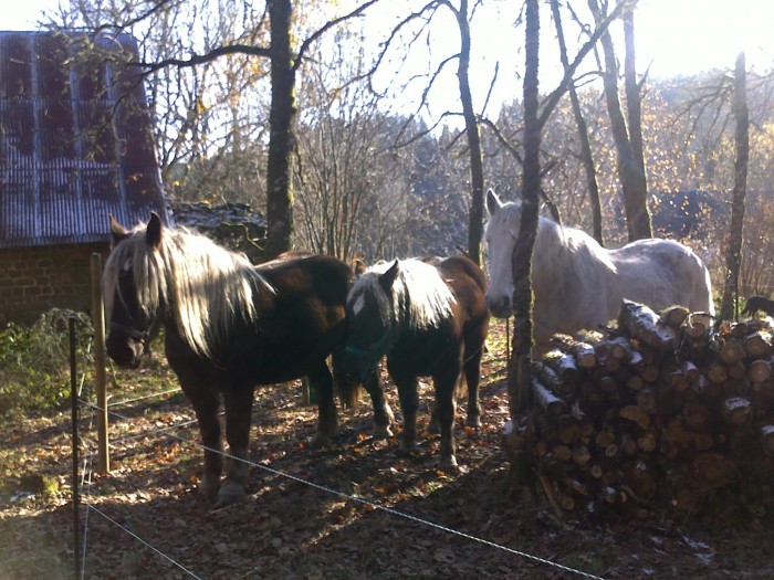 Photo de profil de diatoma