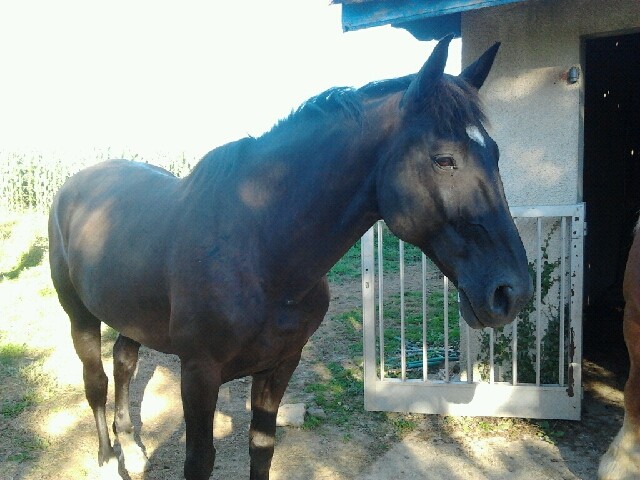 Photo de profil de zorro40