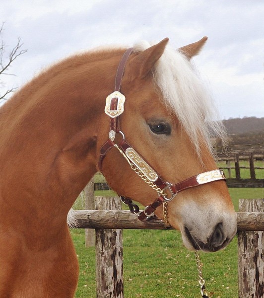 Photo de profil de haflinger03