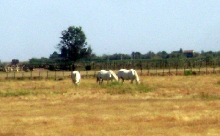 Photo de profil de cascado