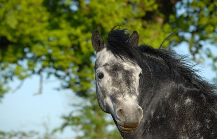 Photo de profil de framboiserie