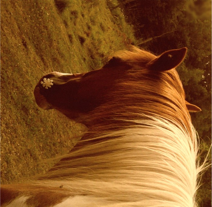Photo de profil de amorofhorse