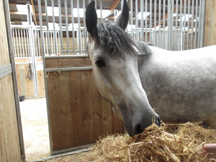 Photo de profil de lilyhorse