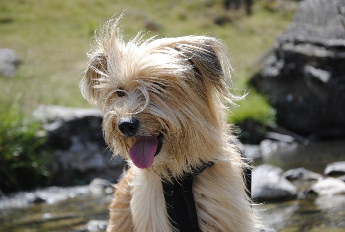 Photo de profil de anga