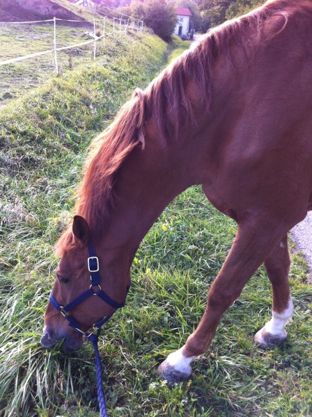 Photo de profil de zalou