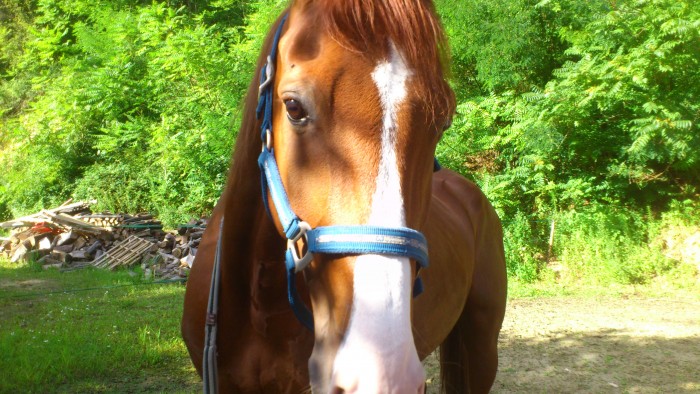 Photo de profil de gatchou