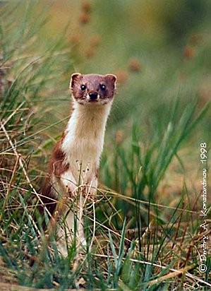 Photo de profil de marienette