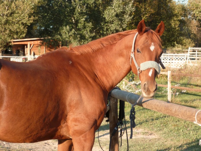 Photo de profil de pegaso13