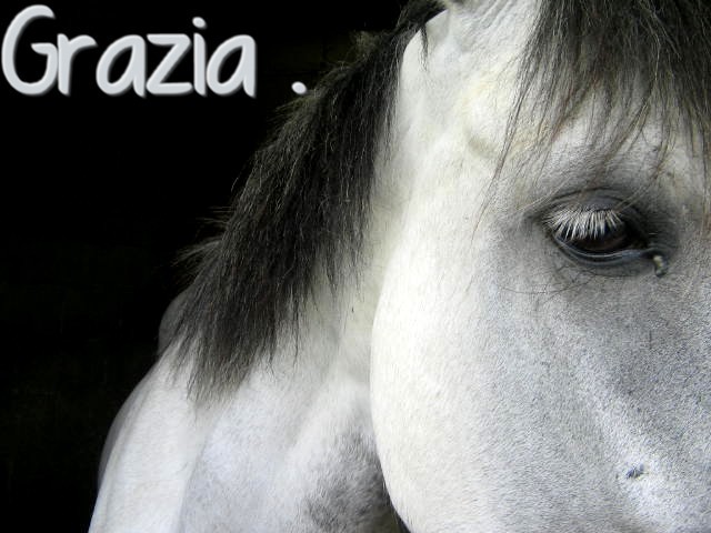Photo de profil de xjokeofhorse