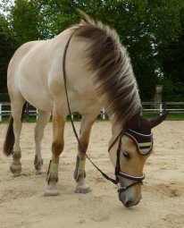 Photo de profil de poney_confier