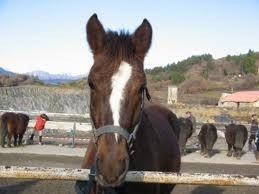 Photo de profil de loloaugranggalo