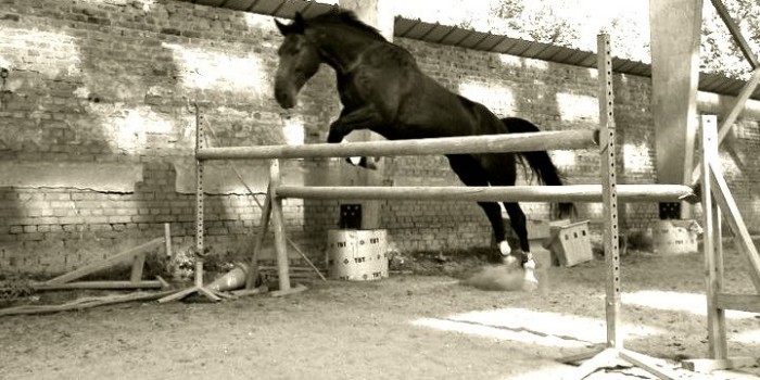 Photo de profil de ailoyss