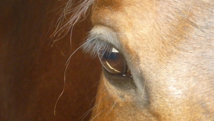 Photo de profil de leona0365