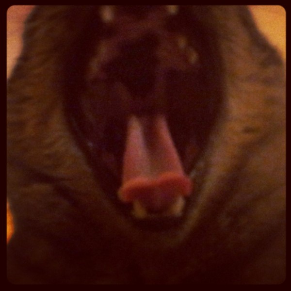 Photo de profil de ambrisshouu