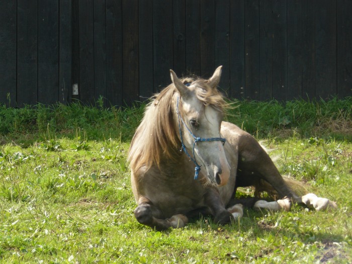 Photo de profil de pouliche67