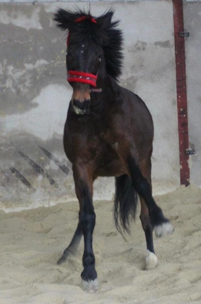 Photo de profil de cheval2mavie