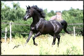 Photo de profil de hacieenda