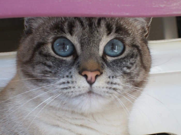 Photo de profil de maodu33