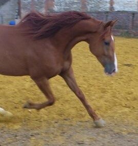 Photo de profil de kiwi60