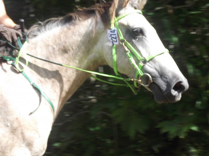 Photo de profil de museicienne