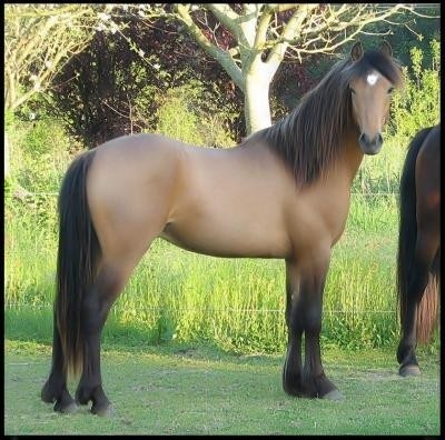 Photo de profil de pepsi4567