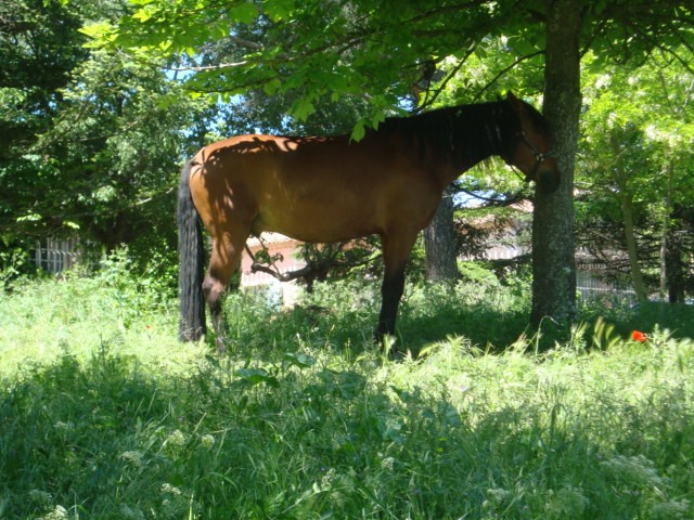 Photo de profil de camaron