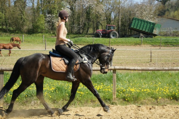 Photo de profil de stallion95