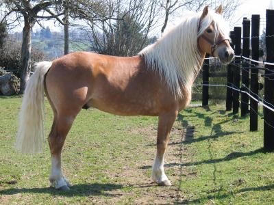 Photo de profil de gwlad_haflinger