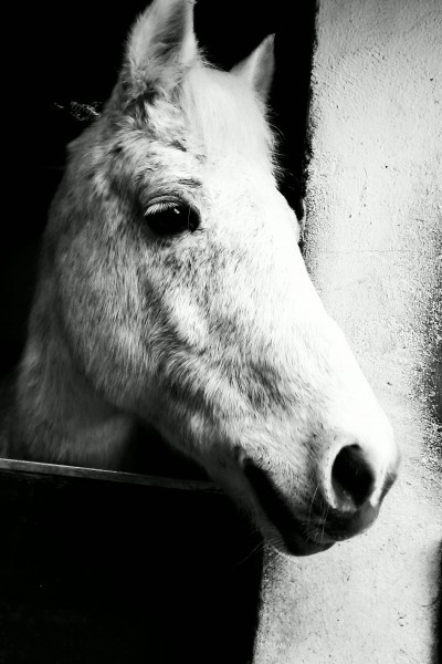 Photo de profil de hipico77