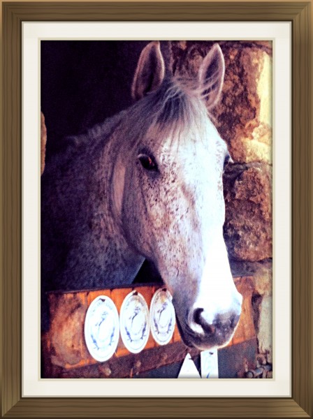 Photo de profil de sohorse22