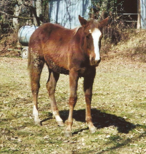 Photo de profil de cavalierdu31