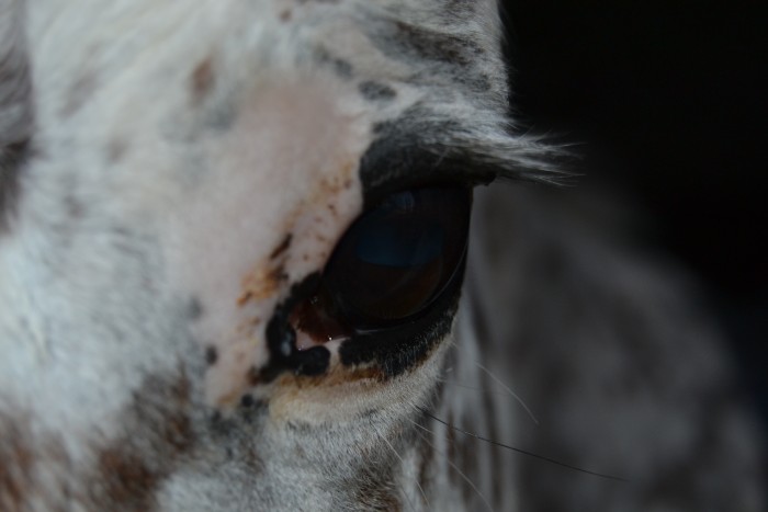Photo de profil de heracles