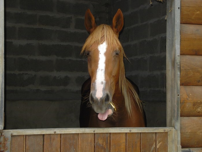 Photo de profil de valnoix
