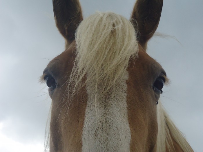 Photo de profil de passion.chevaux
