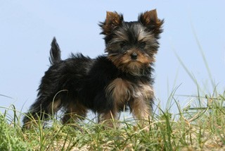 Photo de profil de pixiie