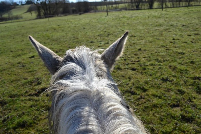 Photo de profil de venteschevaux
