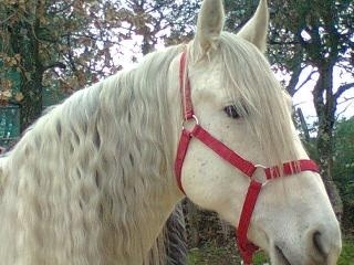 Photo de profil de arquero