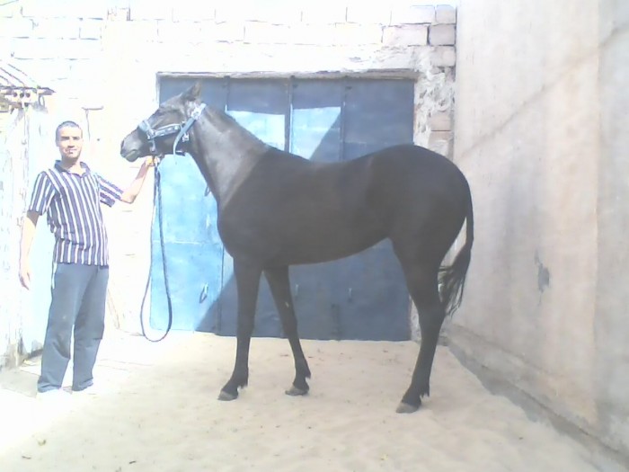 Photo de profil de nabri