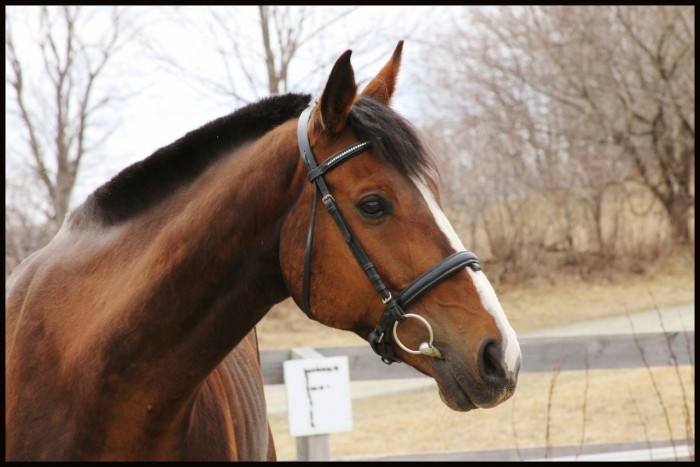 Photo de profil de horsecheval