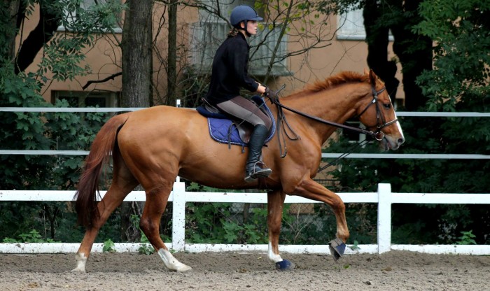 Photo de profil de wolwenn