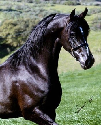 Photo de profil de lovehorse59