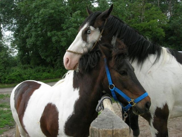 Photo de profil de macbook