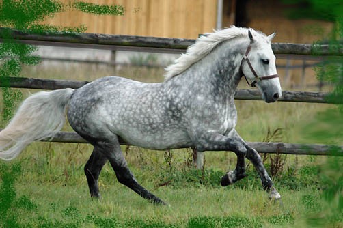 Photo de profil de materiel2cheval