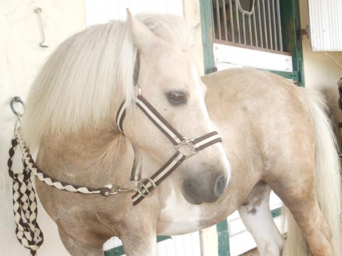 Photo de profil de fantine27horse