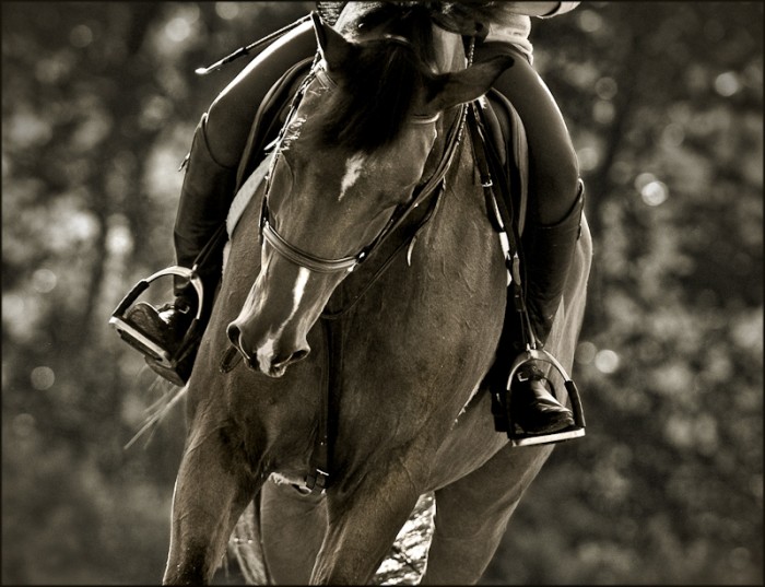 Photo de profil de elisalovehorses