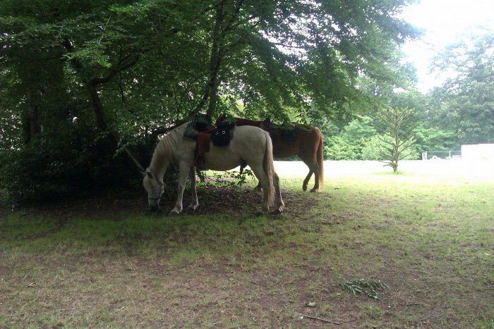 Photo de profil de nicefoal